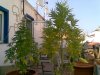 grow2.jpg