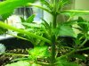 lunapic_131074237236609_3.jpg