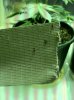 bugs 013.jpg