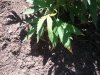 WP_001820.jpg WP_001820.jpg