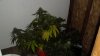 DSC03791.jpg