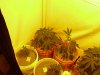 7-15-11 (4)    New HPS LIght .jpg