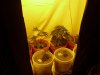 7-15-11 (3)    New HPS LIght .jpg