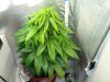 DSC00647.jpg