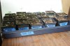 seedlings 7 012.jpg seedlings 7 012.jpg