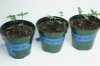 seedlings 7 001.jpg seedlings 7 001.jpg