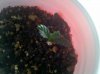 IMG_20110716_174741.jpg