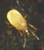 Hypoaspis%20miles.jpg
