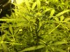Assassin day 50 main cola.JPG Assassin day 50 main cola.JPG