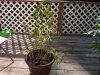 IMG00262-20110718-1741.jpg