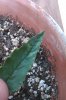 Day 16 - light green blotches.jpg