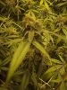 grow 004.jpg
