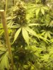 grow 003.jpg