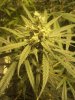 grow 002.jpg