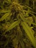 grow 001.jpg