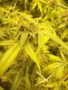 grow 005.jpg