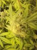 grow 006.jpg