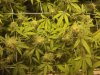 grow 007.jpg