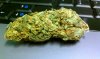 bud.jpg