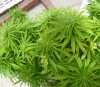 July20GreenCrack.jpg