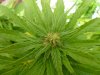 July20GreenCrack2CloseUp.jpg
