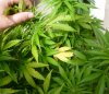 July20GreenCrack4Mid2.jpg