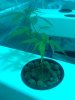 IMG_20110719_181144.jpg