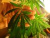 Pistils Turning Brown-3 Weeks.jpg