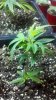 2011-07-20_19-25-14_265.jpg