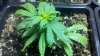 2011-07-20_19-23-13_945.jpg