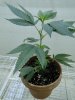 D1 plantMihn.jpg D1 plantMihn.jpg