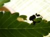 D1 plantMihn4.jpg D1 plantMihn4.jpg