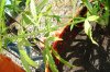 DSC01948.jpg