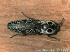 click_beetle01.jpg