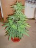 DSC00665.jpg