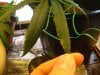 PLant Problems 002.jpg PLant Problems 002.jpg
