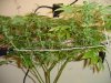 DSC00175.jpg