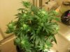 MasterBubbaDay21Flower.jpg