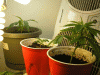 room-006.gif