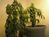 room-007.gif