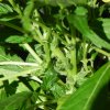 budding 003.jpg