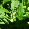 budding 002.jpg