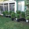 plants 6 15 2011 018.jpg