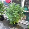 plants 6 15 2011 007.jpg