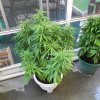 plants 6 15 2011 006.jpg