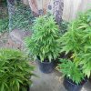 plants 6 15 2011 011.jpg