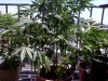 IMG_20110726_124110.jpg