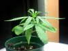 IMG_20110723_050853.jpg