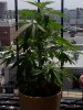 IMG_20110707_114149.jpg