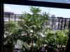 IMG_20110726_124059.jpg